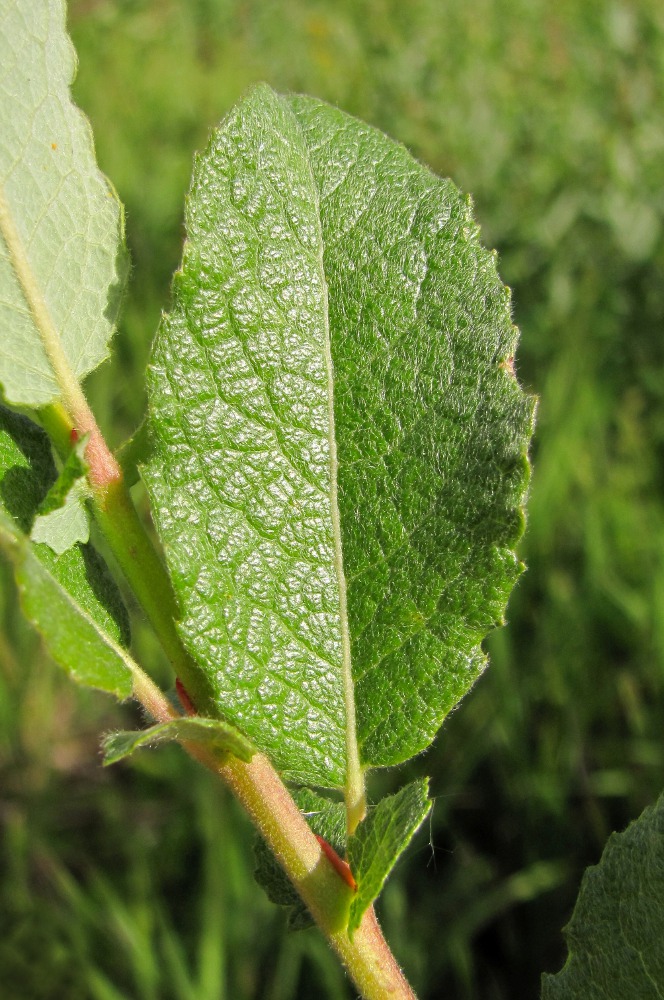 Image of Salix bebbiana specimen.