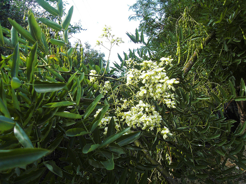 Image of Styphnolobium japonicum specimen.