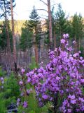 Rhododendron ledebourii. Верхняя часть цветущего куста. Хакасия, тайга в предгорье Саян. 2 мая 2007 г.