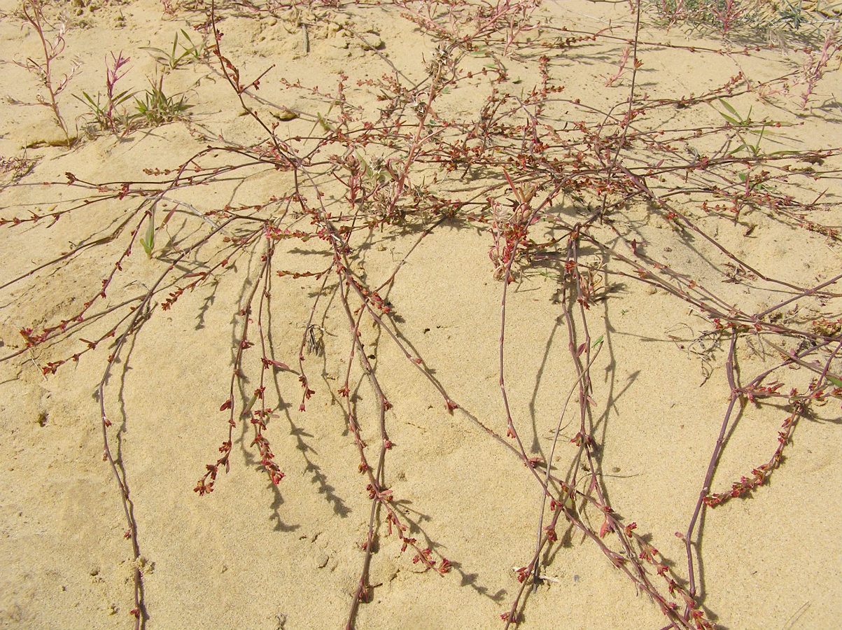 Image of genus Polygonum specimen.