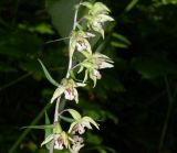 Epipactis papillosa