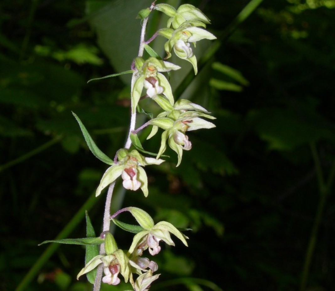 Image of Epipactis papillosa specimen.