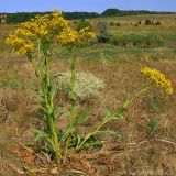 Senecio schwetzowii