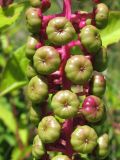 Phytolacca americana