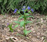 Pulmonaria mollis