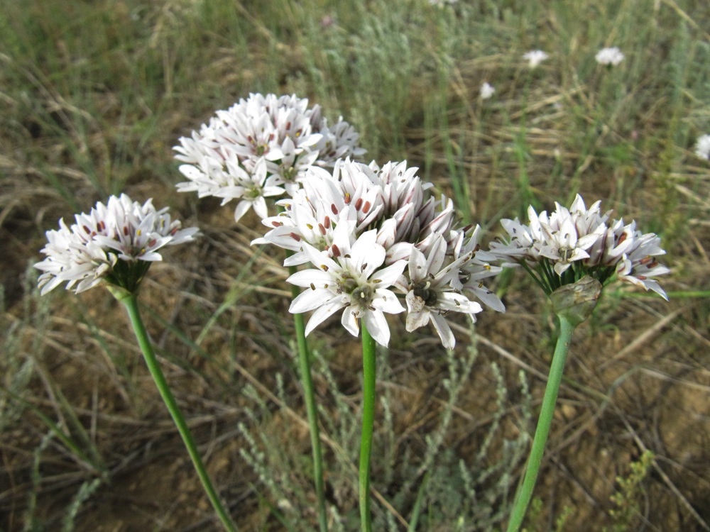 Image of Allium ramosum specimen.