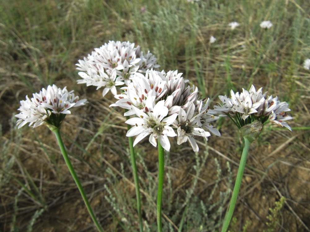 Изображение особи Allium ramosum.