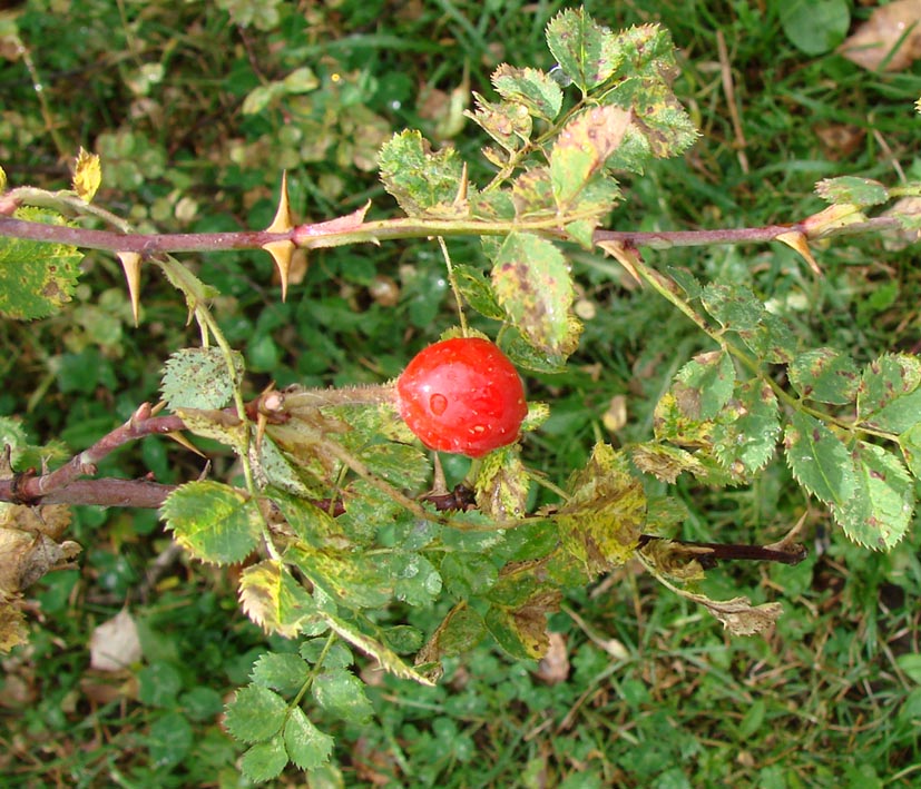 Изображение особи род Rosa.