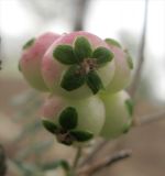 Image of taxon representative. Author is Марина Рыбка