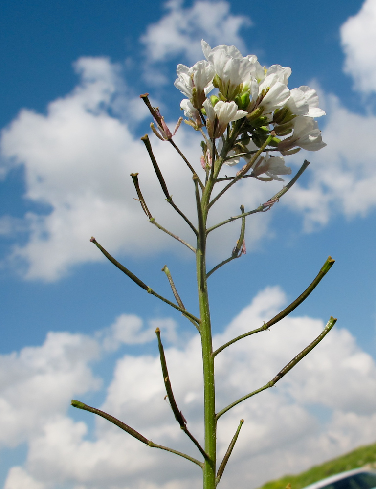 Изображение особи Diplotaxis erucoides.