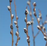 Salix phylicifolia. Побеги с распускающимися соцветиями. Ленинградская обл., Ломоносовский р-н, окр. дер. Низино. 25.03.2012.