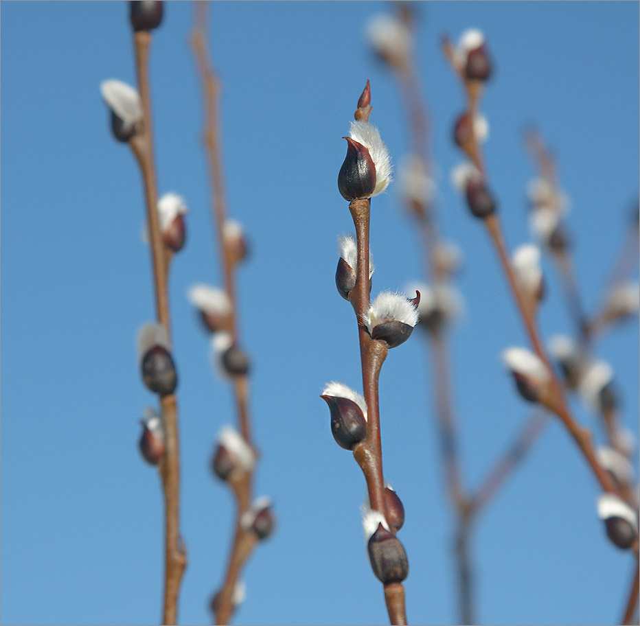 Изображение особи Salix phylicifolia.