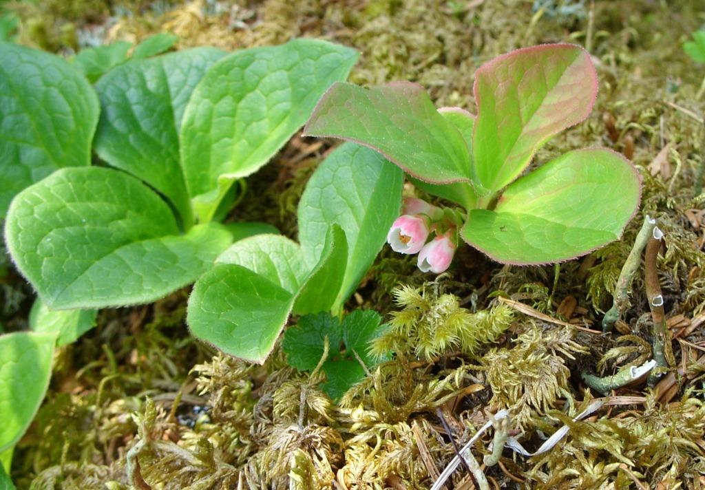 Image of Vaccinium praestans specimen.