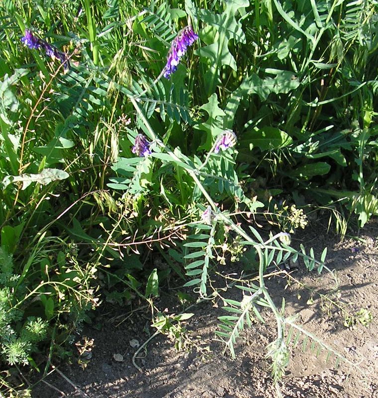 Image of Vicia villosa specimen.