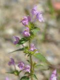 Galeopsis ladanum