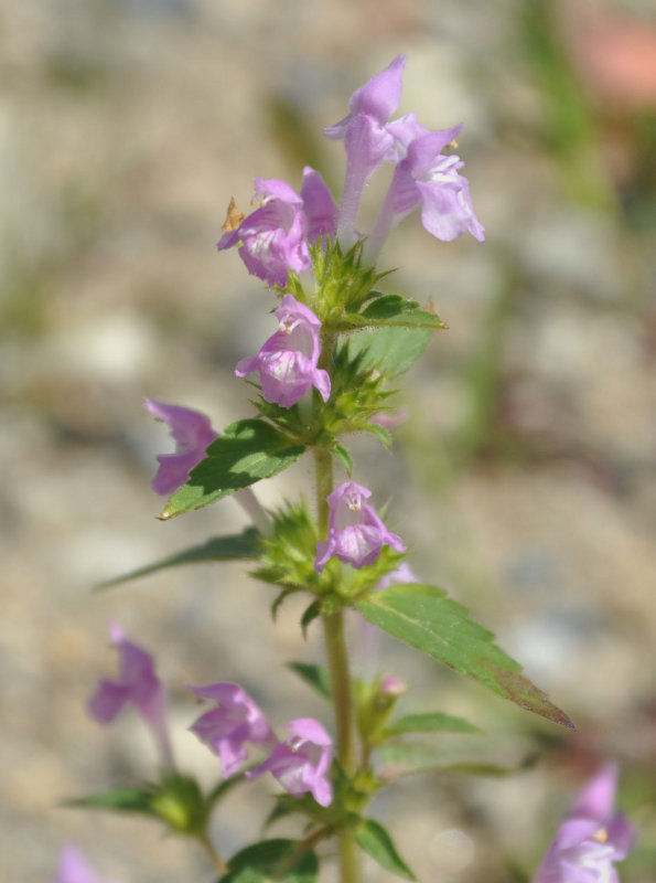 Изображение особи Galeopsis ladanum.