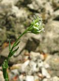 Arabis sagittata