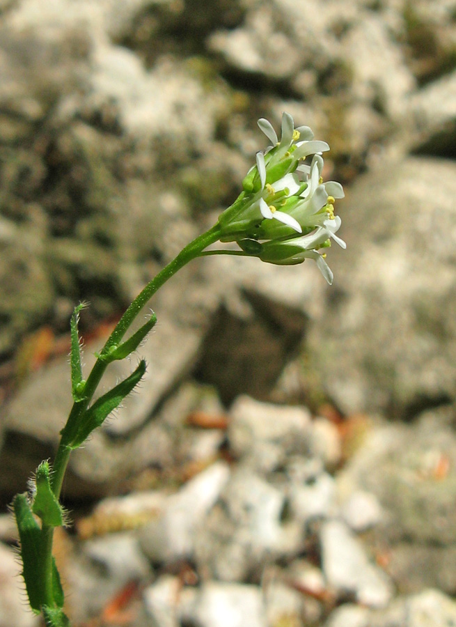 Изображение особи Arabis sagittata.