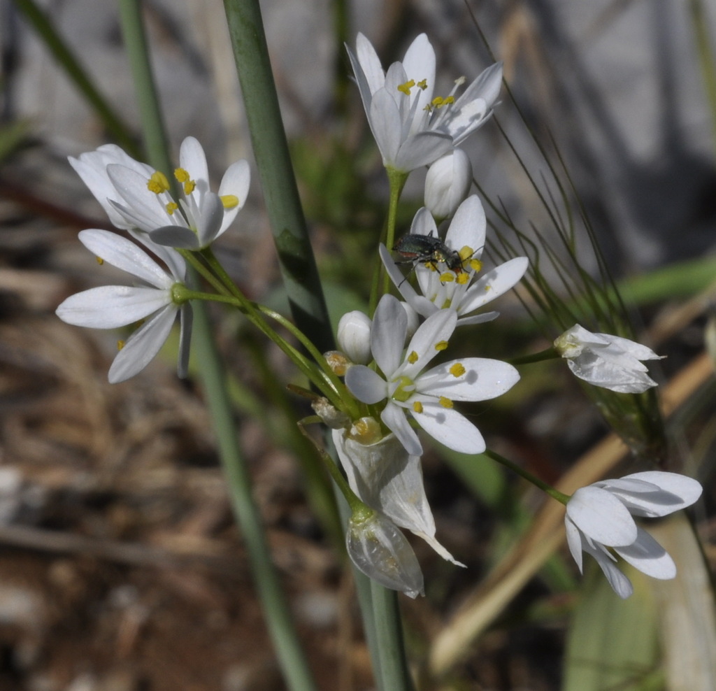Изображение особи Allium subhirsutum.