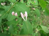 Lonicera tatarica. Побеги с листьями и бутоном. Тамбовская обл., Петровский р-н, окр. ур. Садовый, небольшая дубовая роща. 12.05.2013.