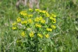 Euphorbia iberica