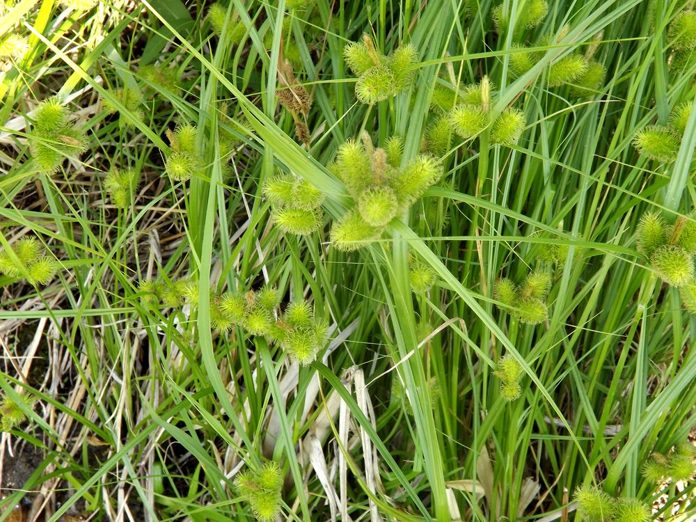 Изображение особи Cyperus glomeratus.