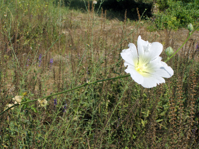 Изображение особи Alcea nudiflora.