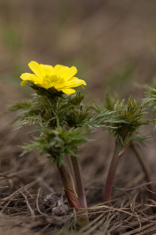 Image of Adonis volgensis specimen.