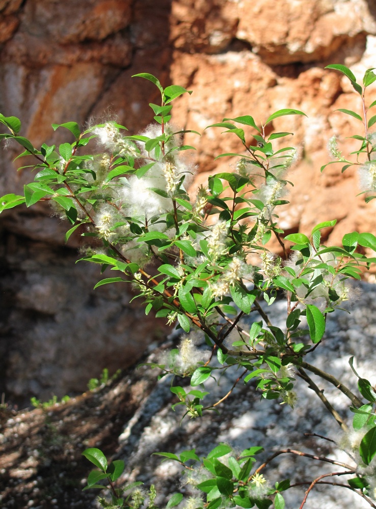 Изображение особи Salix arbuscula.