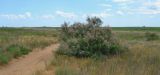 genus Tamarix