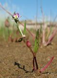 Spergularia marina