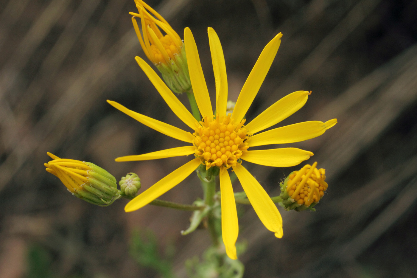 Image of Senecio jacobaea specimen.