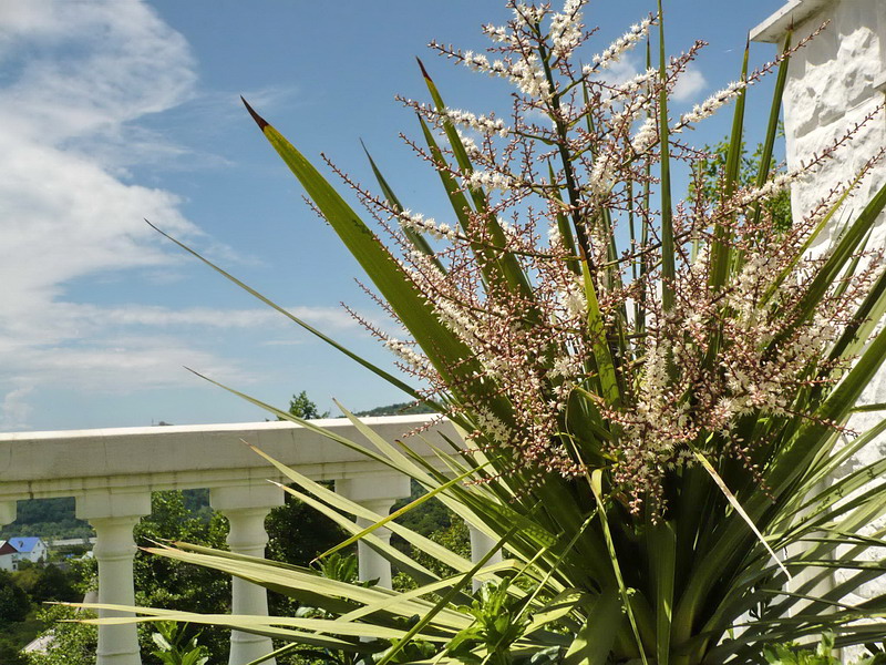 Image of Cordyline australis specimen.