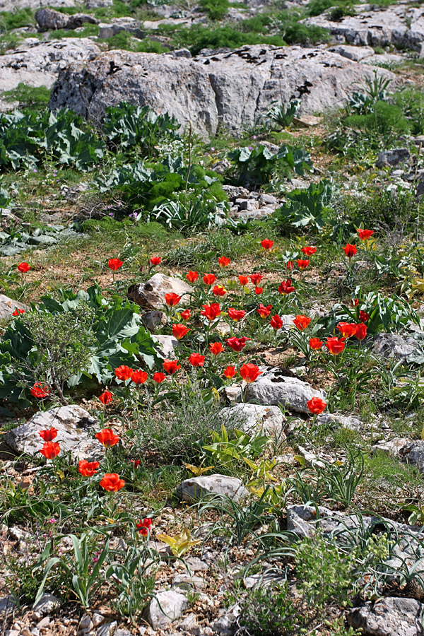 Изображение особи Tulipa greigii.