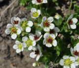 Micranthes merkii. Цветки. Камчатский край, вулкан Горелый. 26.07.2013.