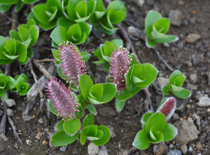 Image of Salix reptans specimen.