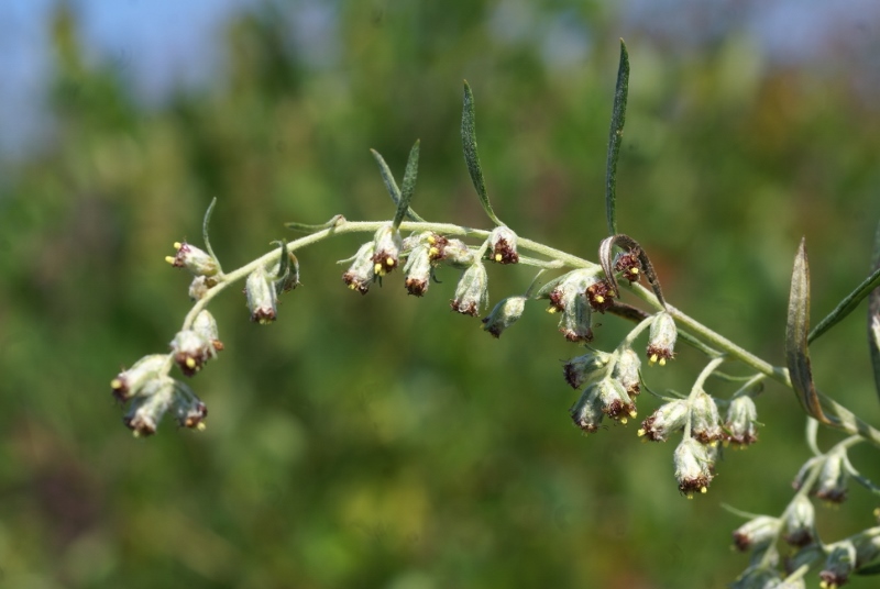 Image of Artemisia umbrosa specimen.