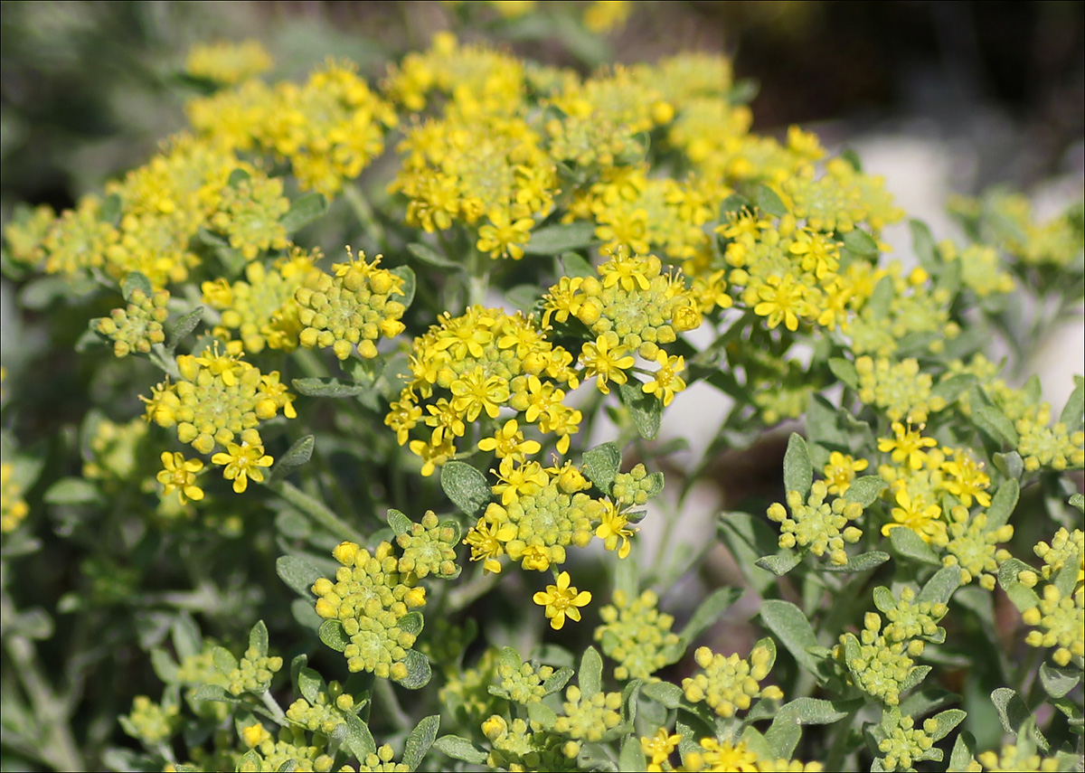 Изображение особи Odontarrhena muralis.