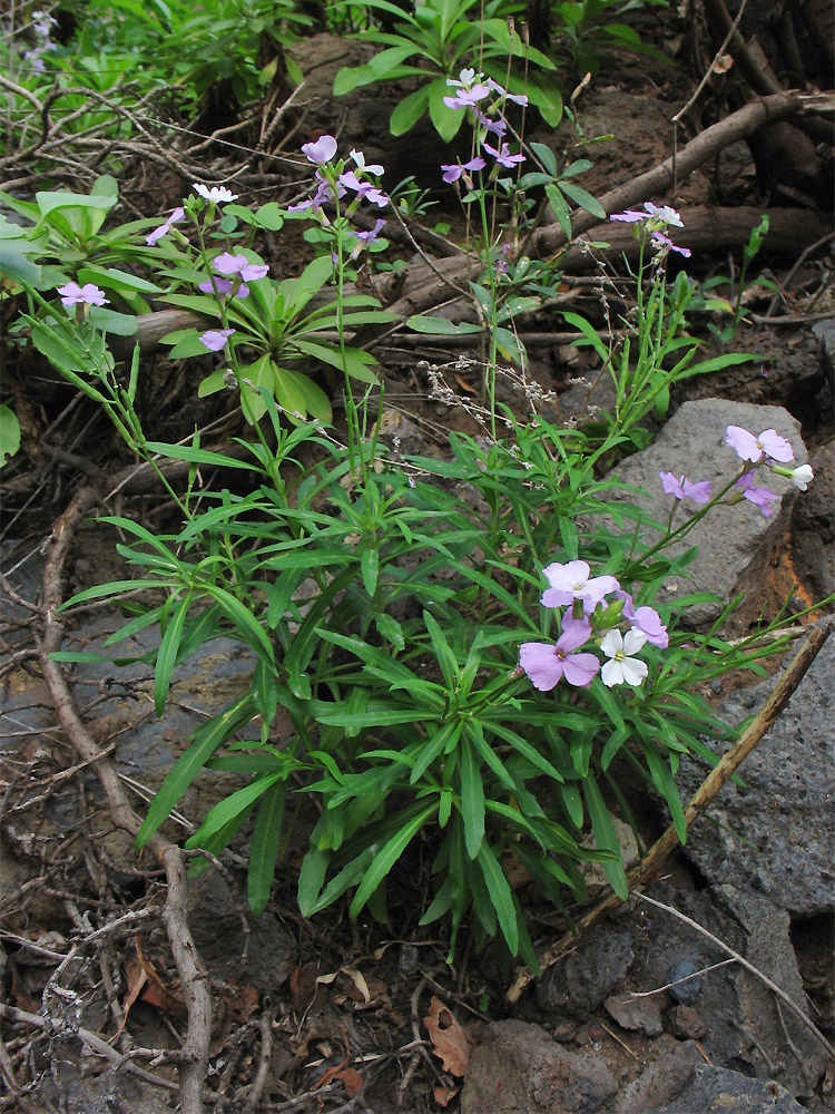 Изображение особи Erysimum bicolor.