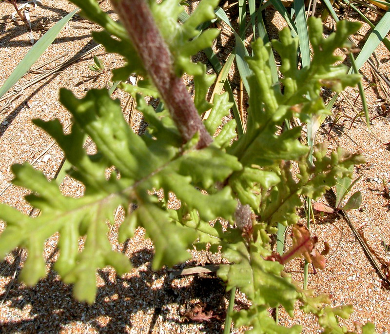 Image of Senecio vernalis specimen.