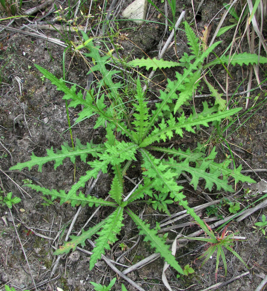 Image of Cirsium palustre specimen.