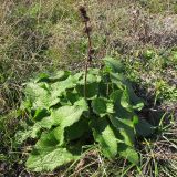 Phlomoides tuberosa. Плодоносящее растение. Краснодарский край, г. Новороссийск, пер. Волчьи ворота, каменистый склон горы. 12.10.2013.