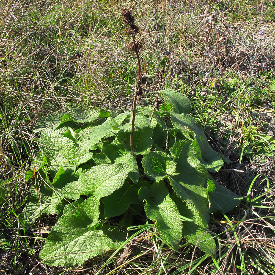 Image of Phlomoides tuberosa specimen.