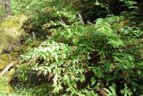 View full-size image Spiraea schlothgauerae