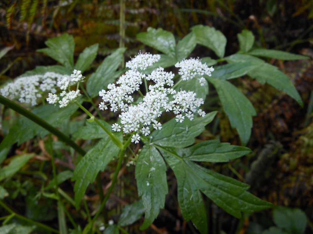 Изображение особи Ostericum sieboldii.