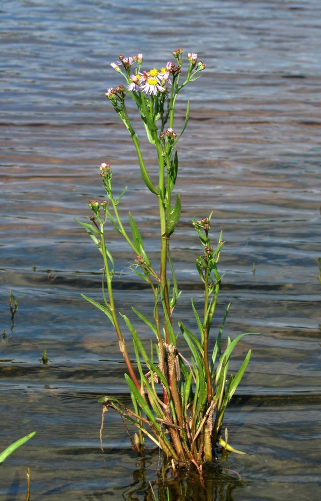 Изображение особи Tripolium pannonicum ssp. tripolium.