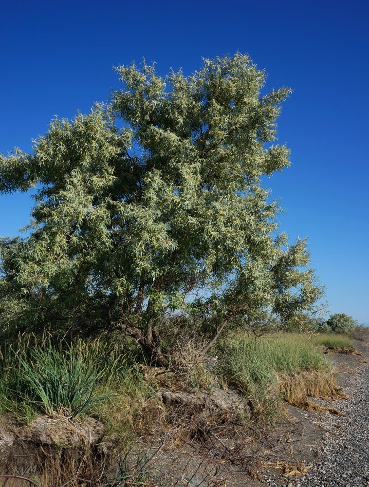Image of Elaeagnus angustifolia specimen.