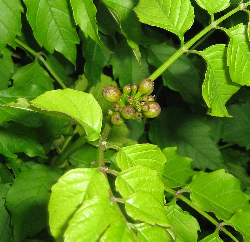 Image of Campsis radicans specimen.