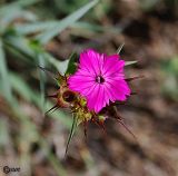 Dianthus capitatus