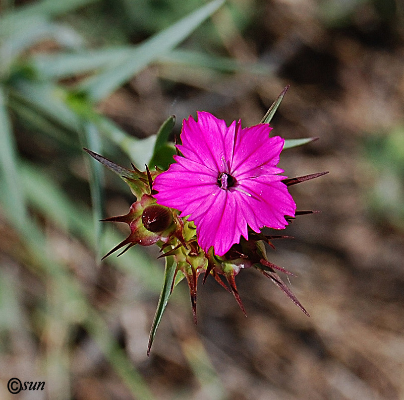 Изображение особи Dianthus capitatus.